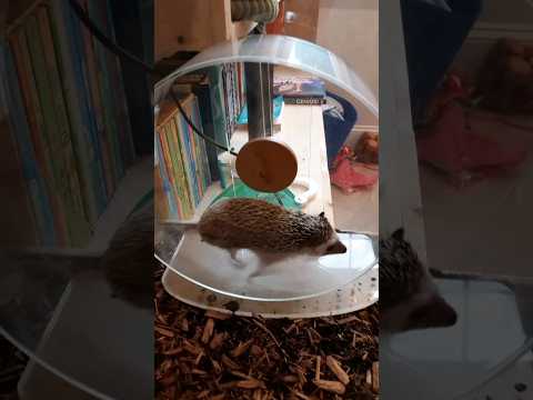 Hedgehog Moments part 28 #trending #hedgehog #cute #shorts #subscribe