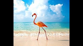 Flamingo Beach