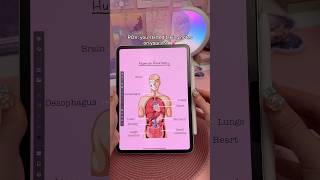 iPad note taking infinite zoom 🤯 | digital notes