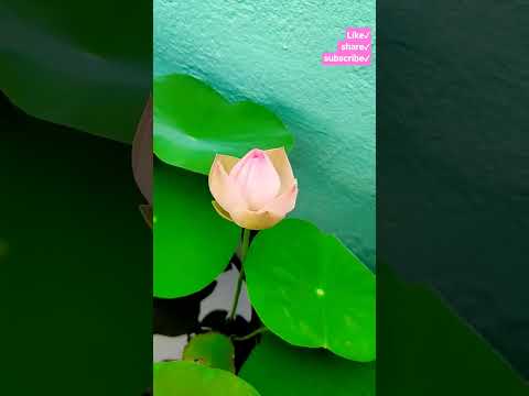Lotus #lotus #chadbagan #flowers #viralshorts #youtubevideo