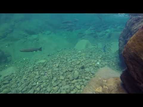 School of coho salmon