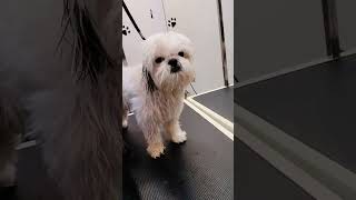 grooming 🥰😍 #artist #dog_features #dog