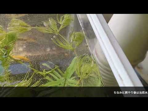 #3 2024年7月4日のメダカ水槽の様子