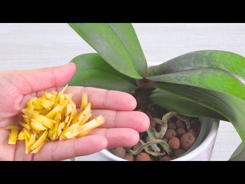 The secret of the orchid flower! Suddenly many magical flowers bloomed on the orchids