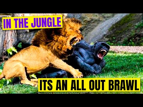 15 Extreme Animal Face-Offs Caught on Camera