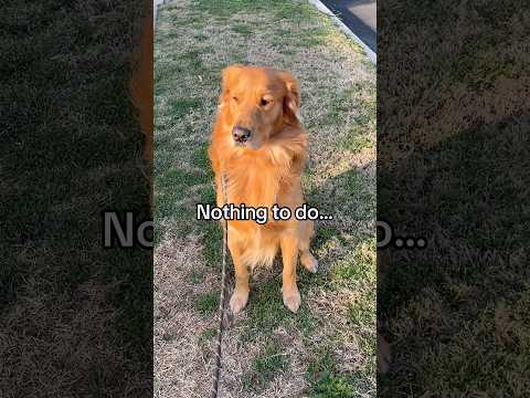 Nothing to do #goldenretreiver #dog #dogsofyoutube