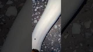 🐍🤍#snake #viralvideo #foryou #reptiles #animals #fypシ#piedballpython