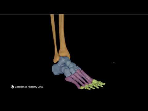 Foot Bones
