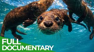 The Humboldt Current - Where Ocean and Desert Collide | Free Documentary Nature