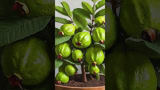 Great idea to propagate guava tree by air layering using a potatoes🥔#propagate_guava_tree #gardening