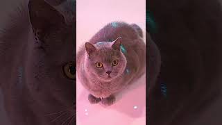 Glowing Blue Trail Interactive Effect!