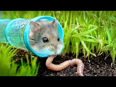Can a Hamster Survive in the Wild?