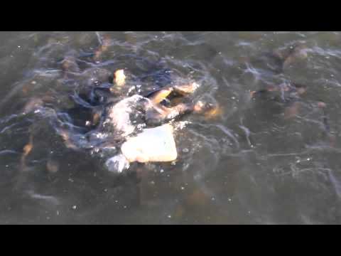 Bullheads and Bread and Arrowhead park in Sioux Falls