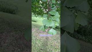 One of the most easily identifiable species in Ohio! #trees #stem #science