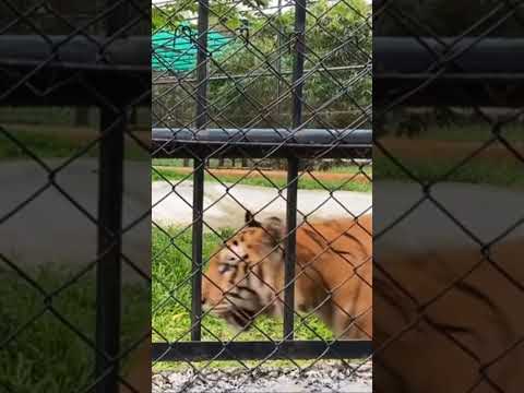 Vandaloorzoo 🐅 Tiger_Mass Entry😎 #wait & see👀 #vandaloorzoo  #tiger #shortvideo #subscribe