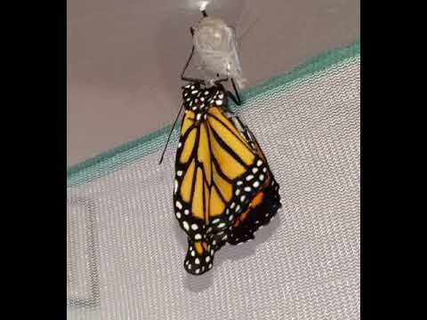 Timelapse of monarch enclosing