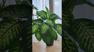 Best Indoor Plants For Living Room #youtubeshorts #summer #plants #indoorplants #garden #gardening