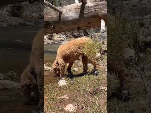 Fluffy Dog Enjoying the Water and Treats! Creekside in Arizona #viral #views #explore #dog