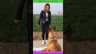 Dog Goes Shopping for Oranges! 🍊🐶 | #DogShopping #CutePets #FunnyDogs #PetAdventures #Shorts