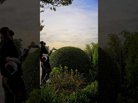 Smoothing some yew out!#hedgecutting #hedgecutter #hedge #hedgetrimming #hedgetrimmer #gardening