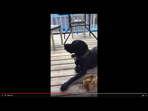Savage Cane Corso chilling on a Hot Summer Day!