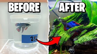 Betta Fish Tank Setup for Beginners 