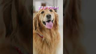 ヤクルトの独自素材を使用した愛犬用サプリ #PR #ヤクルト #メディサプリ #犬用サプリ