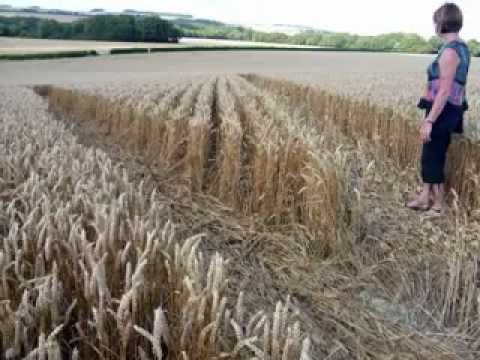 Crop Circles 2012