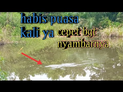gitu umpan turun langsung di sambar || trik jitu mancing nila umpan udang