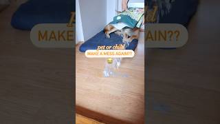 Here’s a solution when your pet or child makes a mess again!