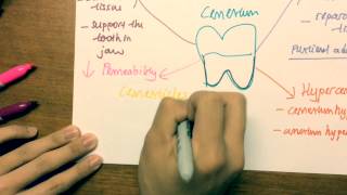 Changes of Cementum with increase of age