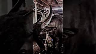 Yermal💙 MUNNA 💙 BHAI 🚀🔥