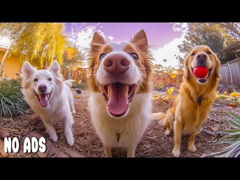 12 Hours of Dog TV for Dogs to Watch🐶Anti-Anxiety Healing Music for Dogs🌈Help Dogs Sleep