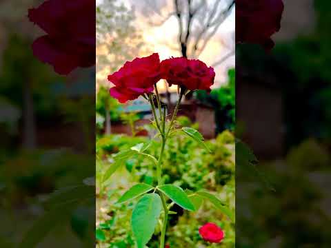 #nature #like #culture