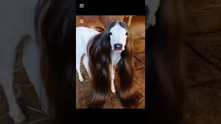 cow funny video wow #funny #anime #song #animesoundtrack #phonkagressive #duet #phonk #comedy