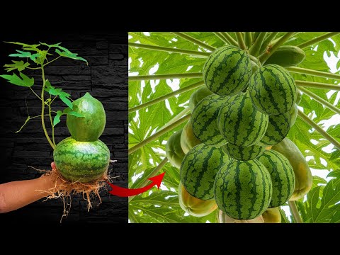 Watermelon with Papaya: The Most Deadly Seedling Technique / How To Growing tree