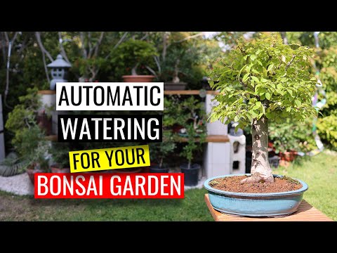 Automatic Watering System - Watering Bonsai part 2