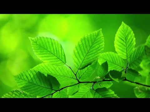 Música relajante Sonidos hermosos para la primera música de relajación enérgica de la mañana
