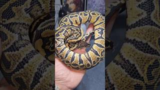 Most beautiful gene ever Hurricane🙌 #pythonregius #amazing #python #genetics #royalpythons #pets