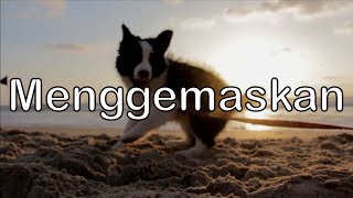 🛑 No Copyright Music dan Video [Menggemaskan]