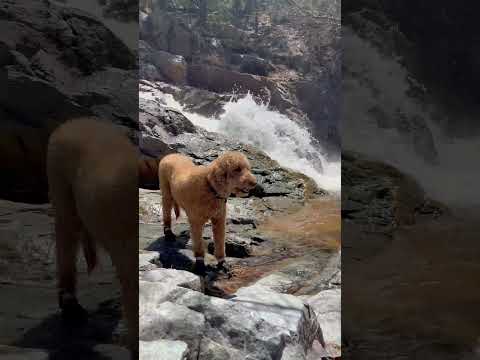Fluffy Dog Enjoying All The Views-AZ Goldendoodle #viral #views #explore #arizona