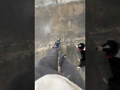 Job dog doing tricks #drywall #drywallnation #fyp #funny #construction #bordercollie #california