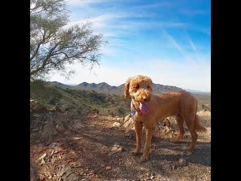 If You’re Stressed Watch This! #viral #views #trending #dog
