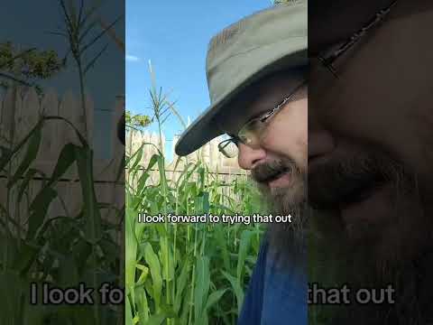 Bird Gifted Sorghum #garden #gardening #homegardening #homegrown #farming #growyourownfood