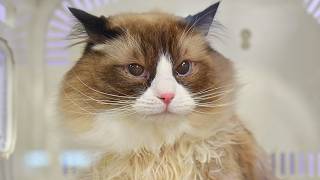 Grooming the Largest Ragdoll Cat I've Ever Seen