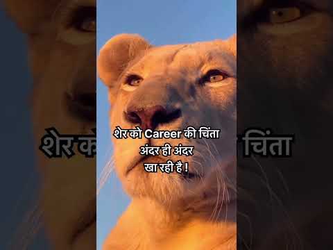 शेर थोडा confused है।