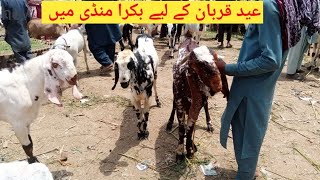 Goat Market Pakistan Latest Rates For Eid UL Adha