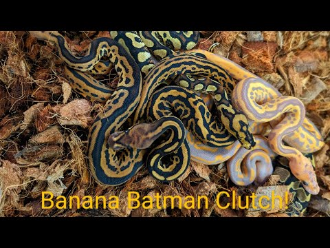 Insane Banana Batman Combos!