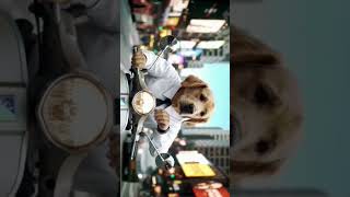 "Code.Nap.Repeat." #anime #doglove #itjobs #doglifeseries #dogshorts #shorts#dogcrying scenes#viral