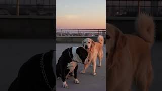 This why i love dog (Kade) #dog #cat #dogs #cats #trend